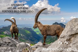 Leinwandbild-Steinbock Art.-Nr. MZ7-8749