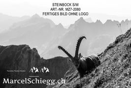 Alu-Dibond-FineArt-Steinbock S/W Art.-Nr. MZ7-2080