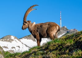 PK-Alpensteinbock-MZ7-2883