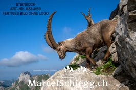 Leinwandbild-Steinbock Art.-Nr. MZ8-4859