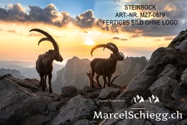 Alu-Dibond-FineArt-Steinbock Art.-Nr. MZ7-0879