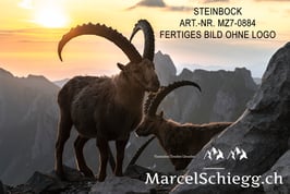 Alu-Dibond-FineArt-Steinbock Art.-Nr. MZ7-0884
