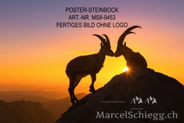 Poster/FineArt Print-Steinbock Art.-Nr. MS8-9453