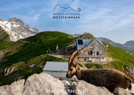 PK-Rotsteinpass/Alpensteinbock-MZ8-4596