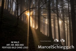 Leinwandbild-Im Wald Art.-Nr. MS8-3992