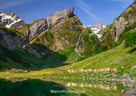 PK-Seealpsee/Öberefahre/Alpfahrt-MS8-1243