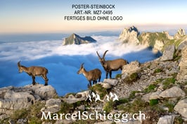 Poster/FineArt Print-Steinbock Art.-Nr. MZ7-0495