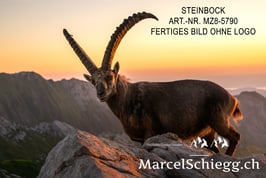 Leinwandbild-Steinbock Art.-Nr. MZ8-5790