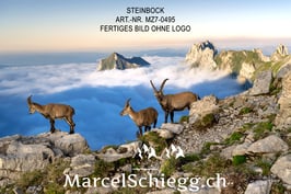Leinwandbild-Steinbock Art.-Nr. MZ7-0495