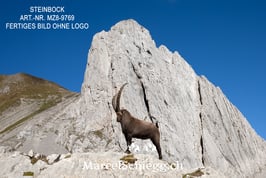 Leinwandbild-Steinbock Art.-Nr. MZ8-9769