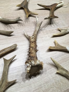 Trüffel Grabwerkzeug  45.00-65.00Fr