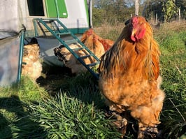 Famille de brahma fauves herminé noir + une poule naine huppée