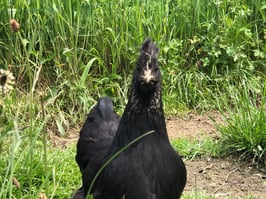 Oeufs fécondés de poules atypiques
