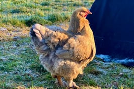 oeufs fécondés des Poulets Ravis (PR)