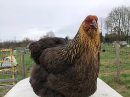 Oeufs fécondés brahma atypique et + (A2)