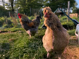 Oeufs fécondés des miss Cocott'Paradise ! (SDF)