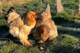 oeufs fécondés de brahmas atypiques et + (A100)