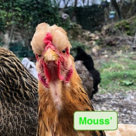 Oeufs fécondés des "Poules Maison " (PM)