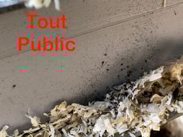 "SOS poux rouges" : SESSION INDIVIDUELLE DE COACHING (réservation)