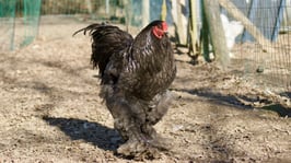 oeufs fécondés brahmas atypiques (AB)