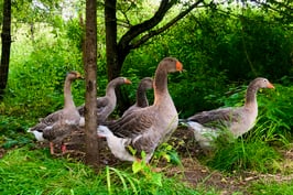Oeufs fécondés d'oie grise