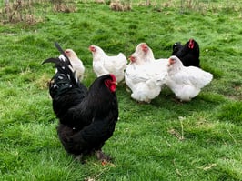 Oeufs fécondés pour Brahma bleu à 100% (les 200%)