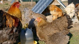 oeufs fécondés brahmas atypiques (A'x)