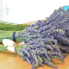 Atelier Récolte de la lavande