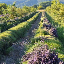 Atelier Récolte de la lavande