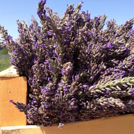 Atelier Récolte de la lavande