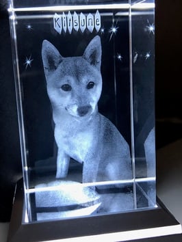 Gravure laser sur verre chien