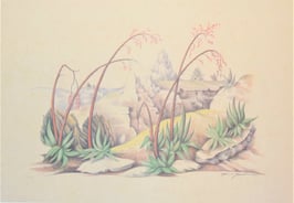 Hodina, Karl - Plantation d´Aloès