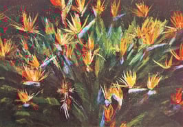 Kasamas, Andrea - Papageienschnabel