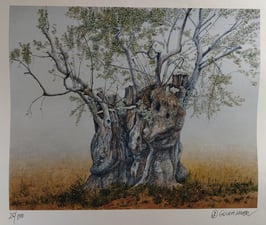 Goldammer, Karl - Olivenbaum Mallorca