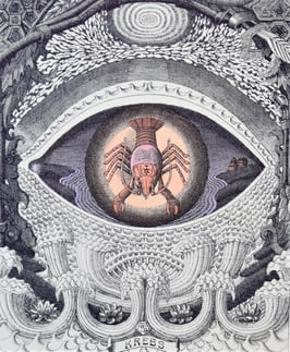 Bayer, Franz - Sternzeichen Krebs