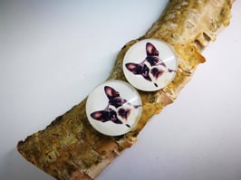 Französische Bulldogge