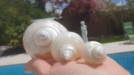 Muschel Turbo imperialis - setosus Perlmutt / Turbanschnecke diverse Grössen