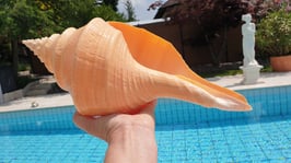 Syrinx aruanus Melongenidae / Austraslische Rifftrompete - in das weibliche Olympiafeuer kommen