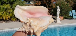 Venus Muschel rosa Conch Shell Strombus gigas / 20cm / 24cm