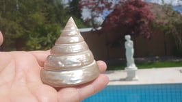 Muschel Schnecke Trochus niloticus Perlmutt Pyramide ca. 8cm
