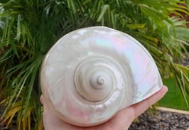 Giga Turo Marmoratus ganz Pearlmutt  Plejader - Sirianer Muschel