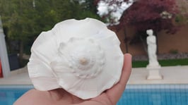 Grosse Busycon Contrarium / Valampuri Dakshinavarthy/ Blitzschnecke / Weiss