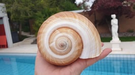 Spiralmuschel Tonna galea grosse Fass- Schnecke federleicht ca. 13cm