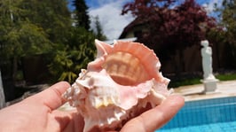 Pink Murex Hexaplex erythrostomus Muschel ca 10 -12 cm