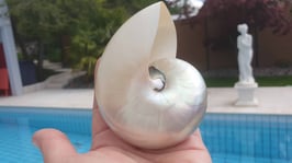 Muschel Nautilus Pearl ca. 10-11cm