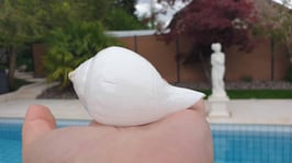 Turbinella Pyrum Chank / Spiritual Pooja / Hinduglocke weiss ca. 8 - 9cm