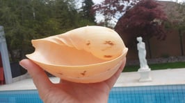 Melo Melo  Melonenschnecke, Zebraschnecke  ca. 16 - 18cm