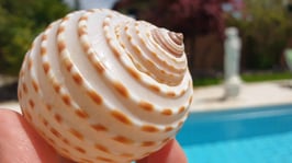 Tonna Tessalata / Tonnenschnecke Hauchzart  ca. 10cm