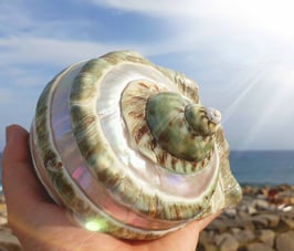 Giga Turbo Marmoratus - Plejader - Sirianer Muschel