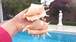 Lambis Lambis Muschel / Strombidae/ kleine Teufelskralle ca. 10-12 cm